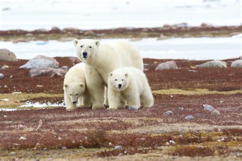 Arctic Bear LeoVegas